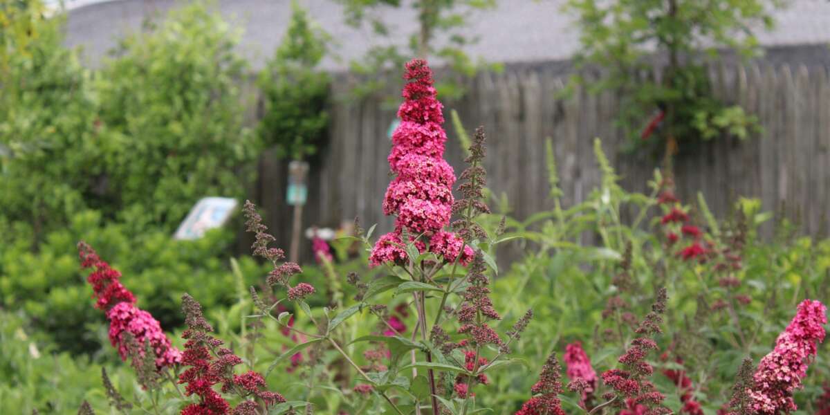 Can I Prune Buddleia In October
