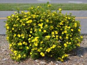Can I Prune Potentilla In October