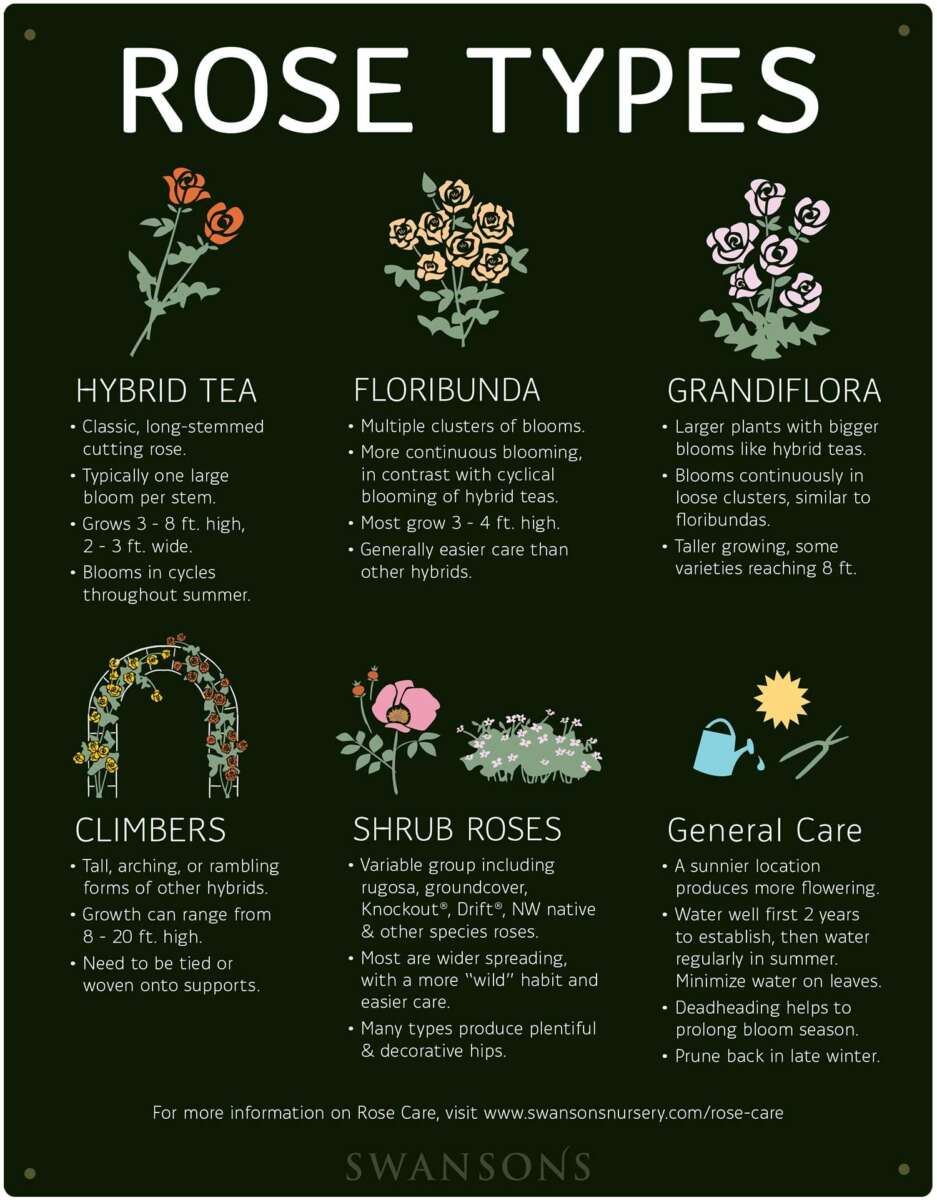 What Do You Use To Prune Roses