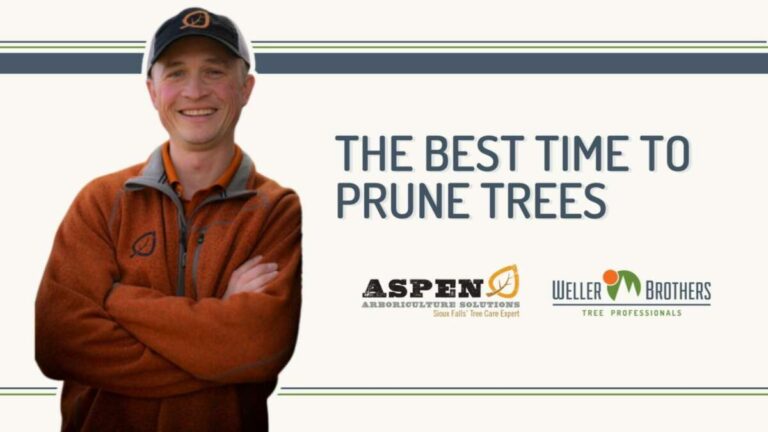 Can I Prune Evergreens In The Fall