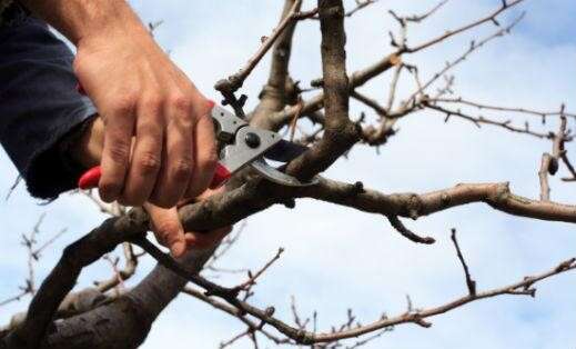 Can I Prune A Tree In The Fall