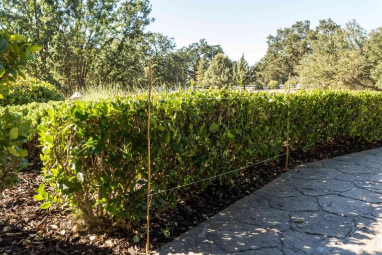 Can I Trim Hedges In The Fall
