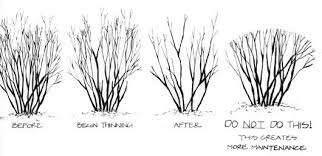 Is It Good To Trim Bushes In The Fall