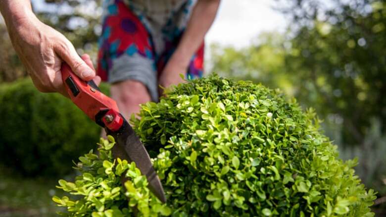 Can I Trim Bushes In November