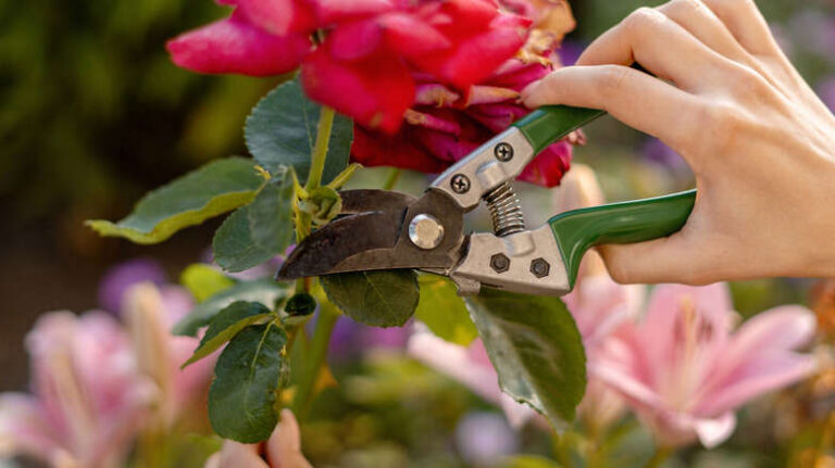 What Is The Difference Between A Lopper And A Pruner