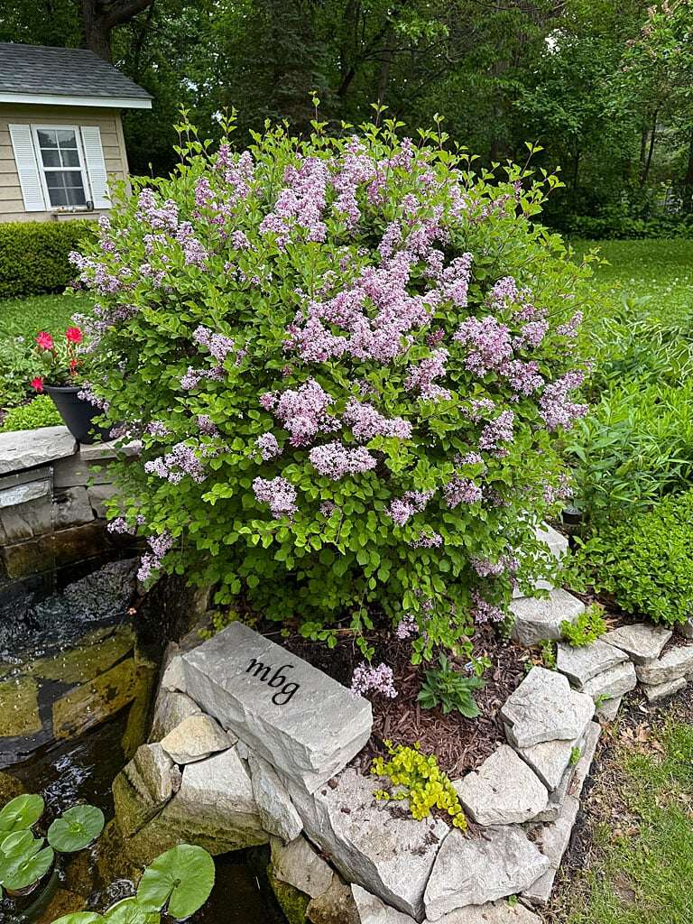 How To Prune Shrubs And Bushes