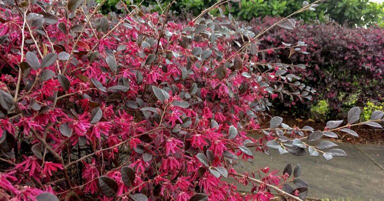 Can I Prune Loropetalum In The Fall