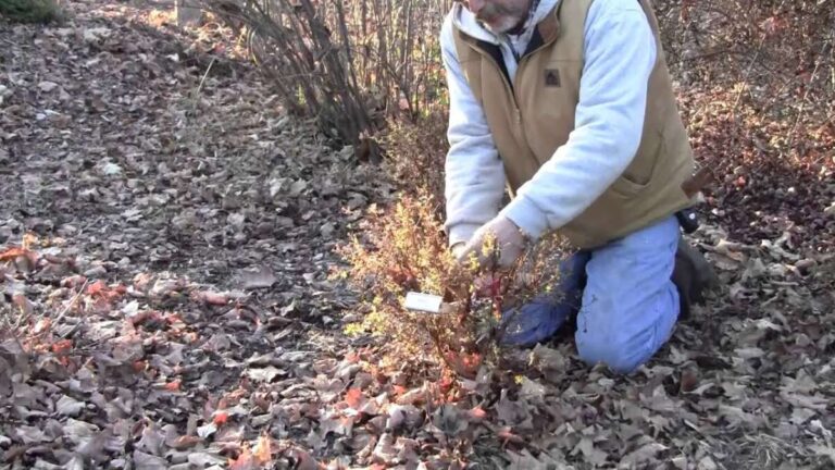 Can I Prune Potentilla In The Fall