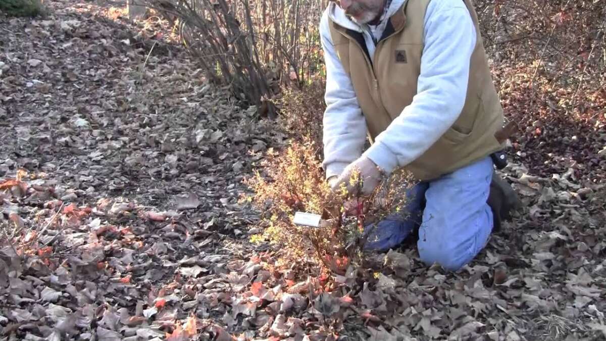 Can I Prune Potentilla In The Fall