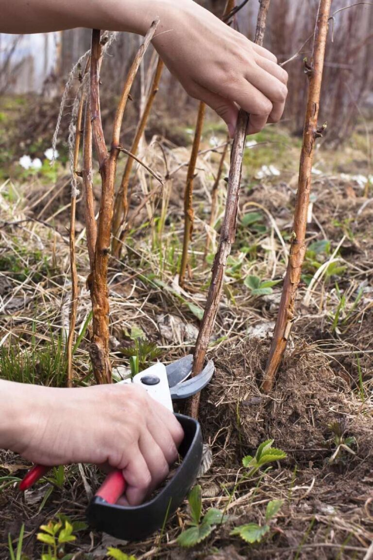 When To Prune Bushes In Fall