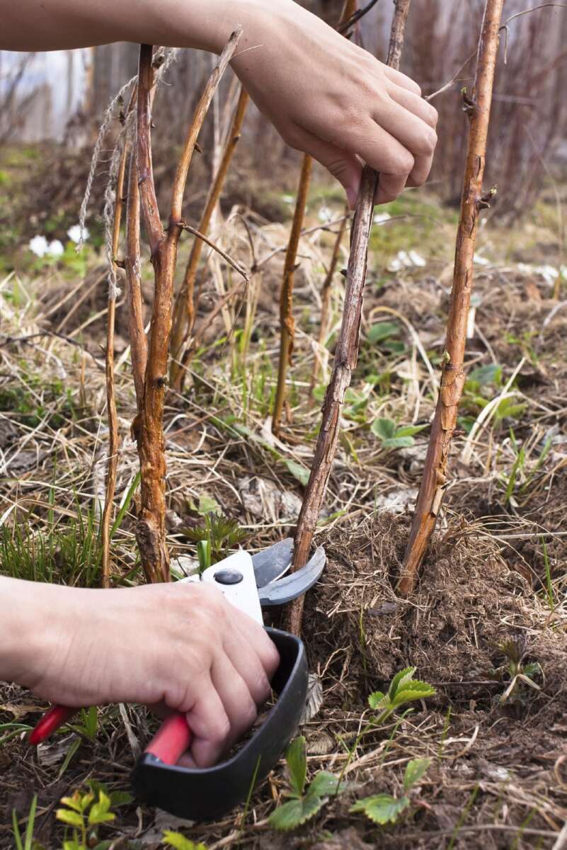 When To Prune Bushes In Fall