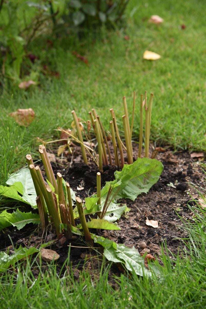 What Plants Need To Be Cut Back In Fall