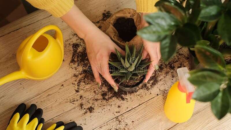 Which Tool Need To Transfer Plant To Different Pot