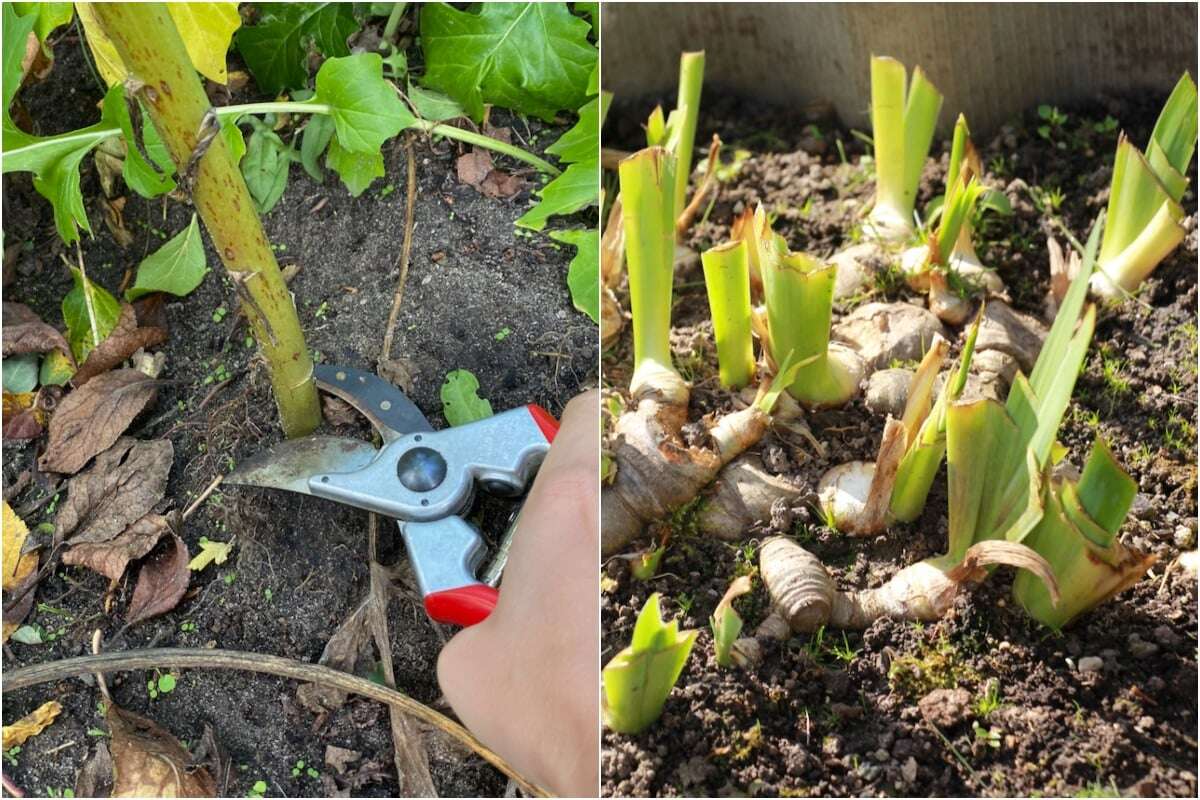 What Plants Should Be Cut Back In The Fall
