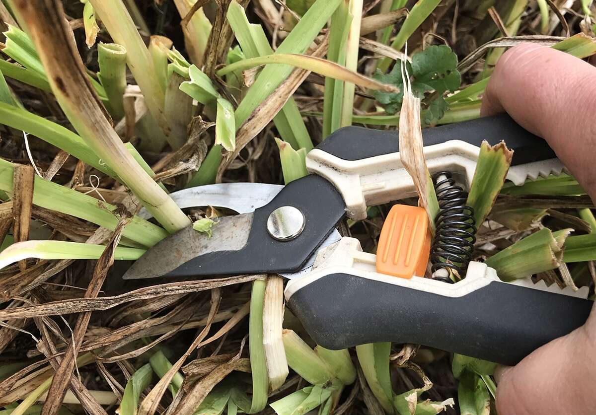 What Plants Do You Cut Back In The Fall