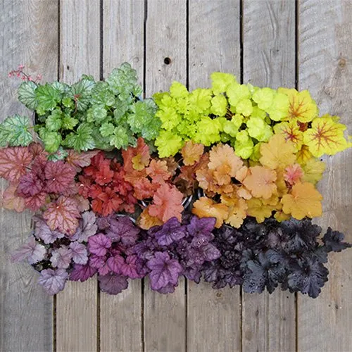 What Plants Not To Cut Back In The Fall