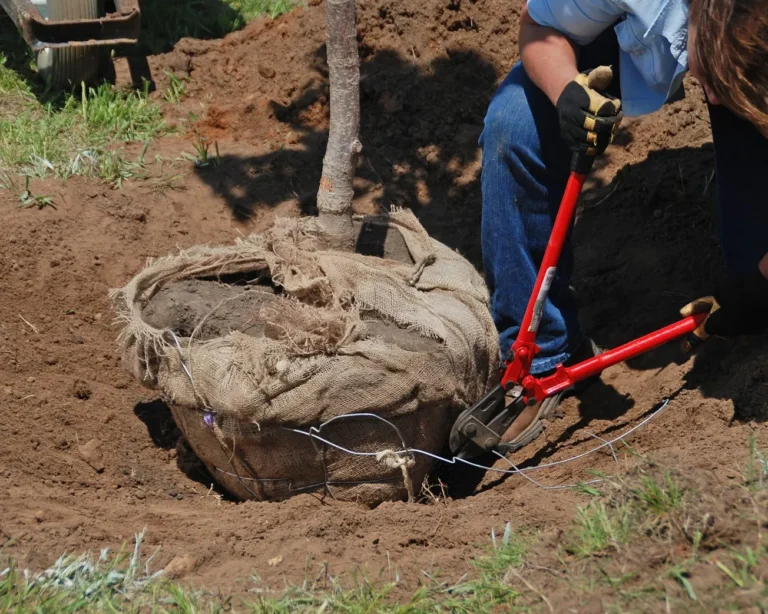 What Implement To Dig Hole In Garden For Tree