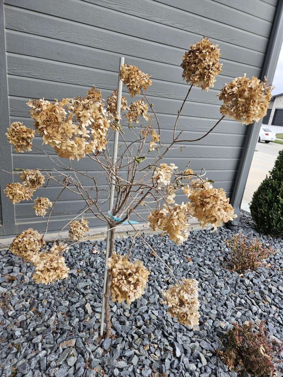 Can I Prune My Trees In The Fall